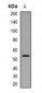 Phospho-p53 (Ser376) Antibody 